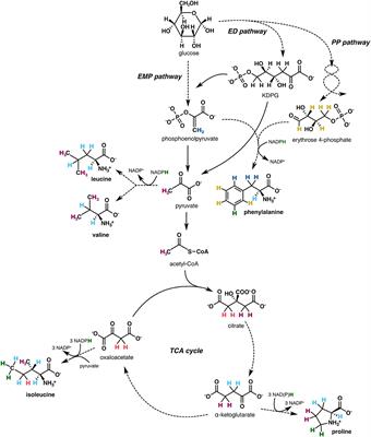 Biosynthetic and catabolic pathways control amino acid δ2H values in aerobic heterotrophs